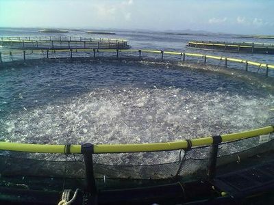 日本再曝無下限行為!用福島核污水養殖水產品,你的餐桌危險了?