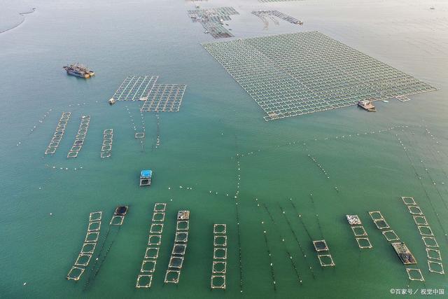 「海洋經濟④」湛江:數字賦能海洋漁業,打造全球水產高地|養殖|水產品