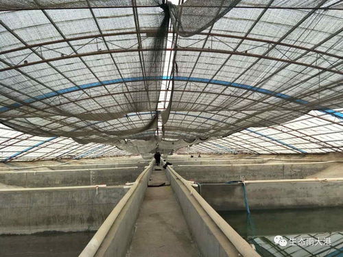 河北滄州南大港三分區精準打造工廠化水產養殖車間